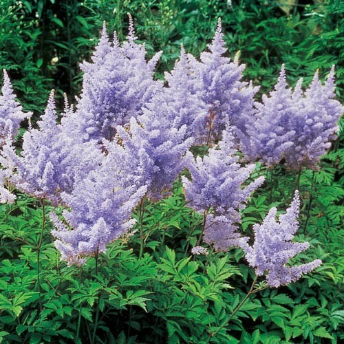 1 – ASTILBE AMETHYST Perennial Plant Root * Great for Shade and Woodland Gardens