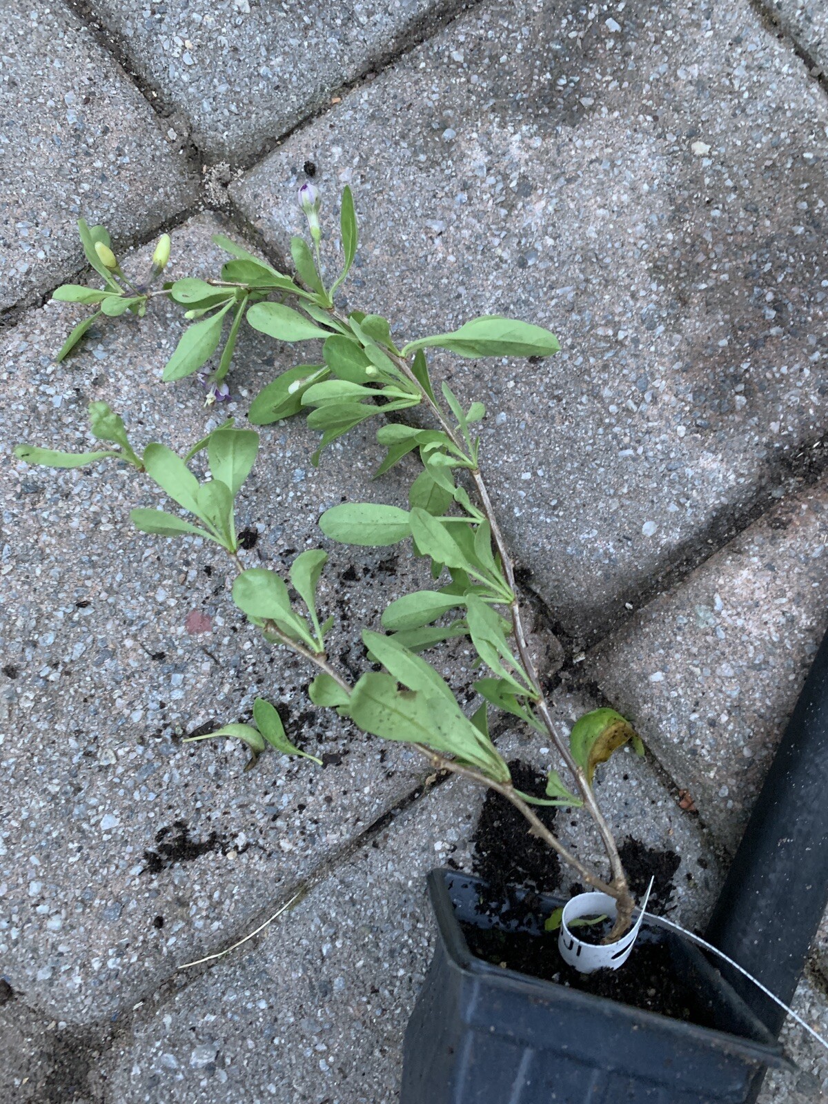Phoenix Tears Goji Berry 2.5” container, dormant, no leaves