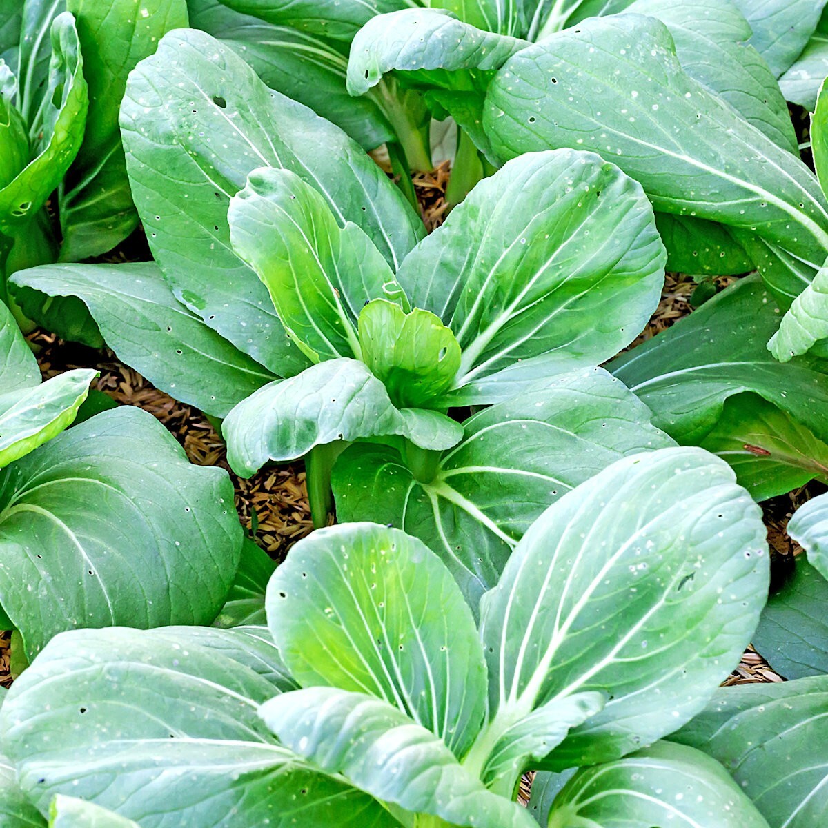 1/4 Lb Canton Pak Choi Chinese Cabbage Seeds – Everwilde Farms Mylar Seed Packet