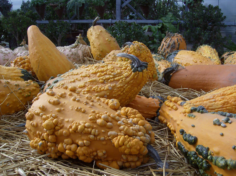 Gourd Seed: Lunch Lady Gourd Seeds Fresh Seed FREE SHIPPING!!!!