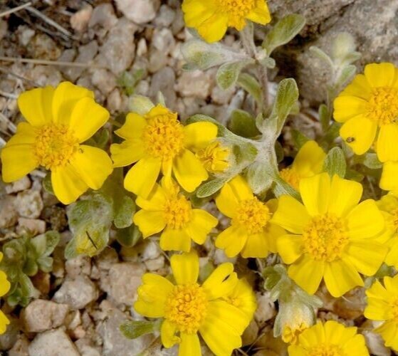 Woolly Daisy Seeds (Eriophyllum Wallacei) -100 seeds-