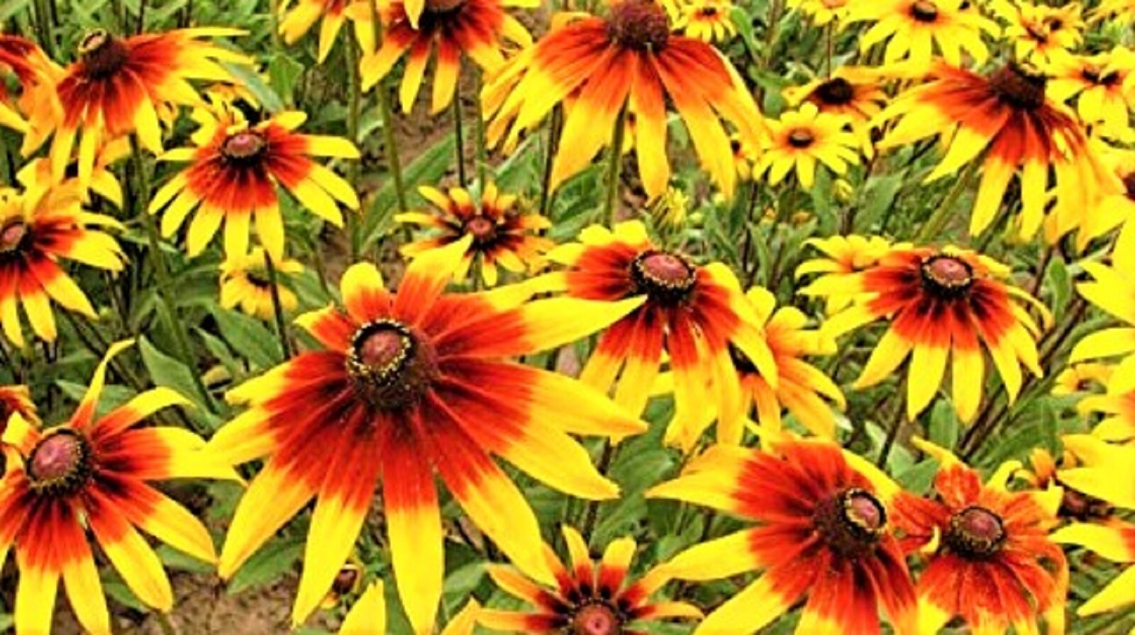 Gloriosa Daisy Seeds 1000+ Seeds BUY 4 GET FREE SHIPPING