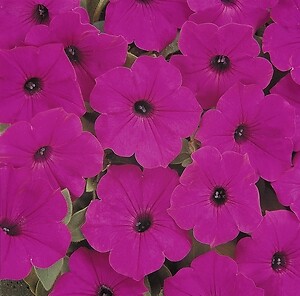 Petunia Tidal Wave Purple 100 seeds