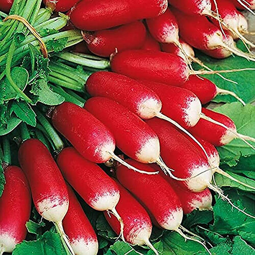 French Breakfast Radish Seeds | Non-GMO | Free Shipping | Seed Store | 1095