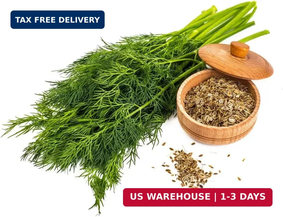Organic Dill Seeds for Planting, 1200 Dill Seeds, Non-GMO, Heirloom, High Germin
