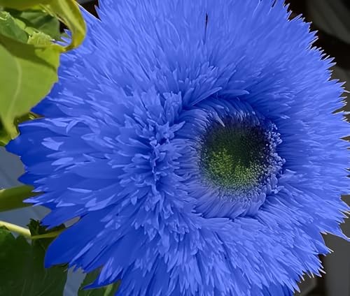 50pcs Blue Teddy Bear Sunflower Seeds – Stunning Annual Blooms for Your Garden