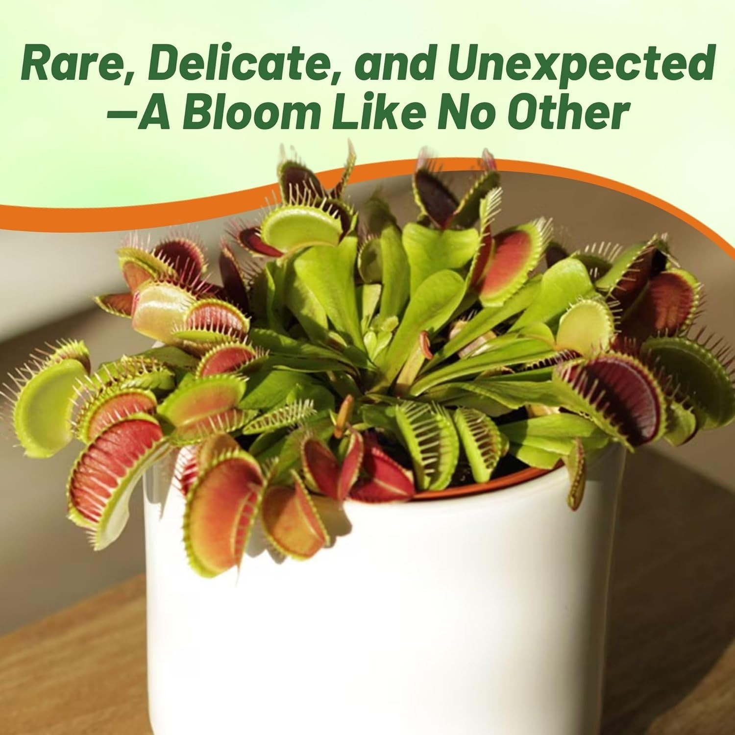 Venus Flytrap Seeds – 10 Pcs Perennial, Unique & Carnivorous,…