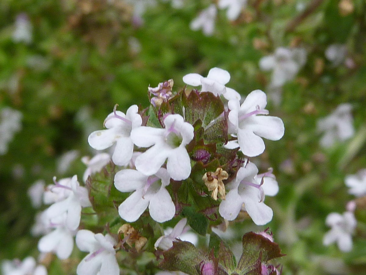 1000 Thyme Common Thymus vulgaris Herb Seeds