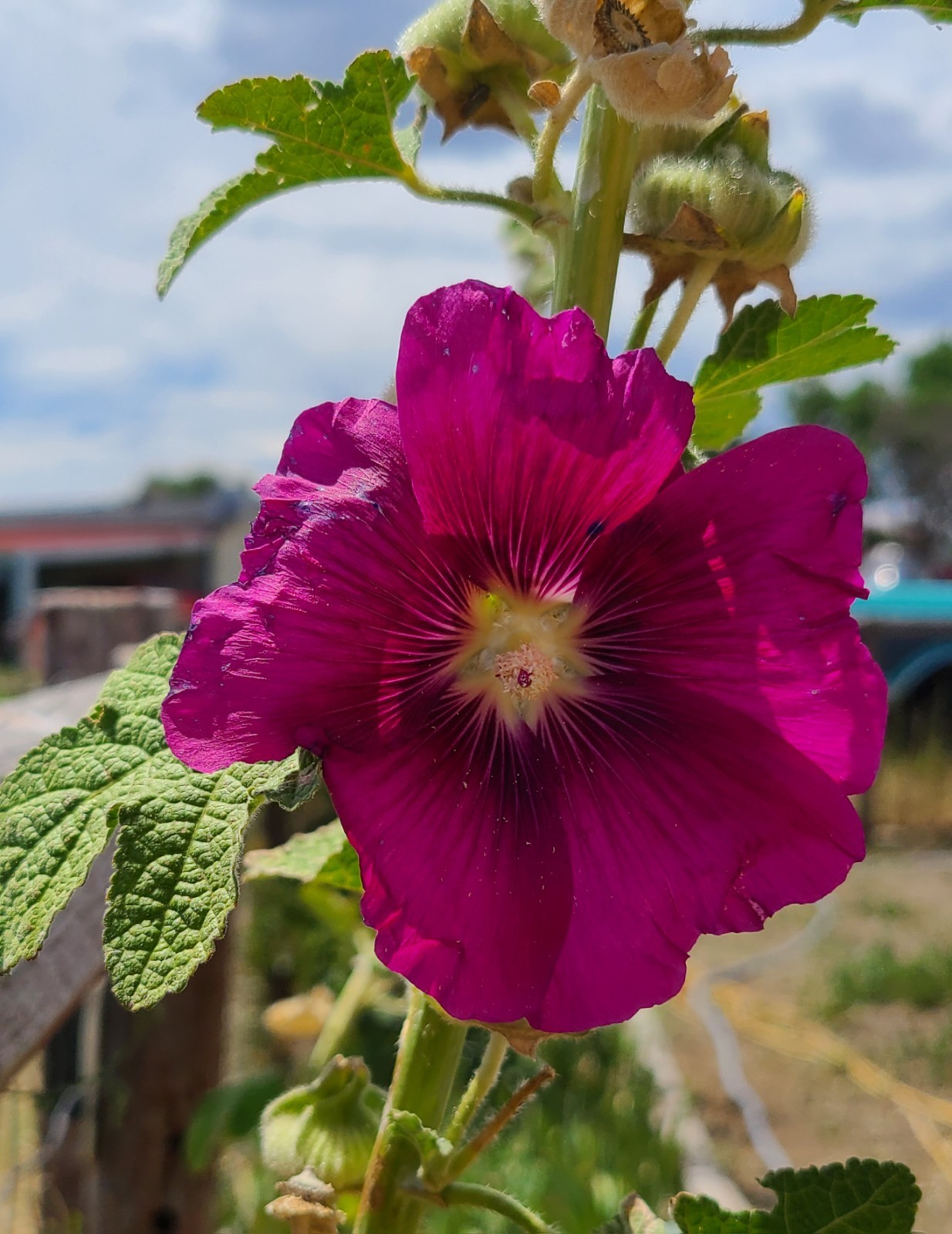 30 seeds MAGENTA PINK HOLLYHOCK Flower Perennial US SELLER