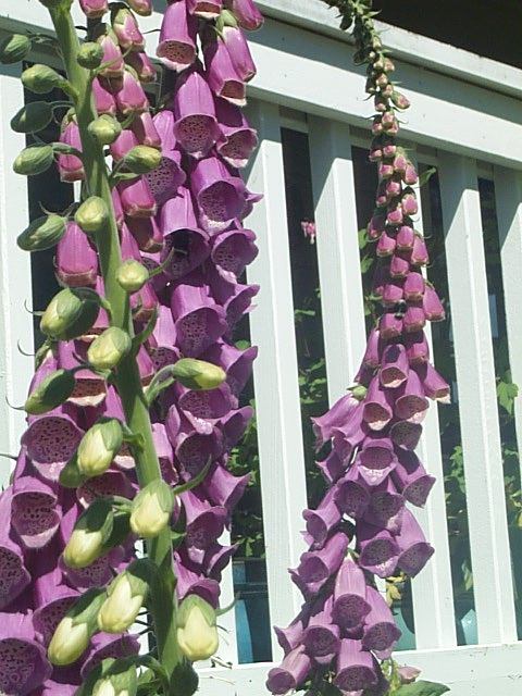 Pacific NW Giant Foxglove Mix 20,000 Seeds Digitalis Purpurea *Shelley