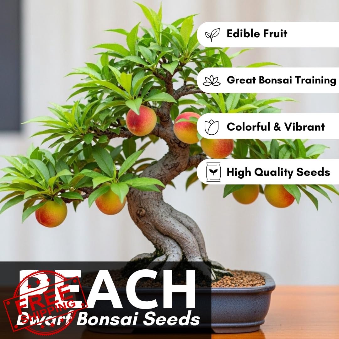Bonsai Peach Tree Seeds – 5 Large Seeds, Miniature Fruit Tree, Easy Grow