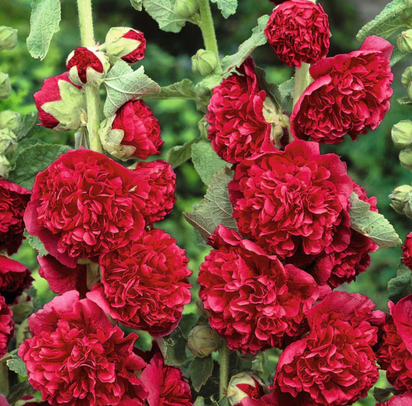 Hollyhock CHATER’S DOUBLE RED Double Blooms Chaters Biennial Non-GMO 30 Seeds
