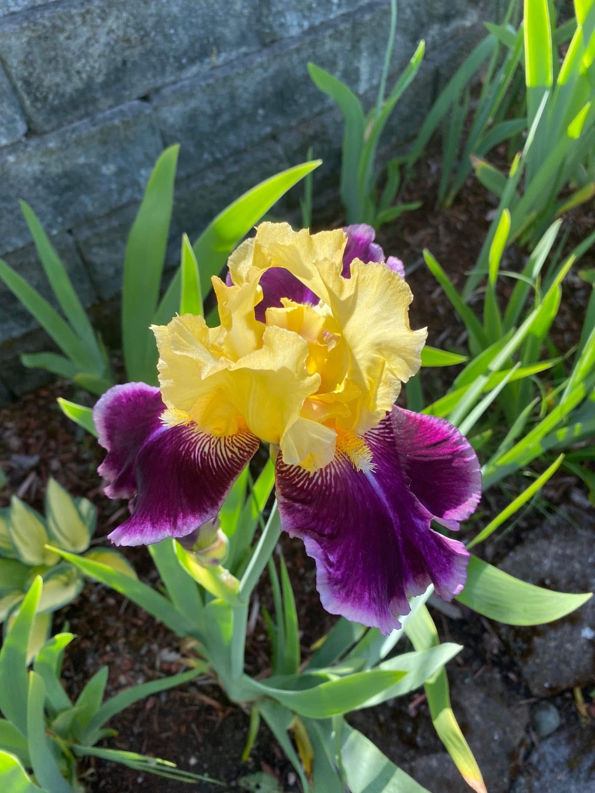 20 tall bearded iris rhizomes