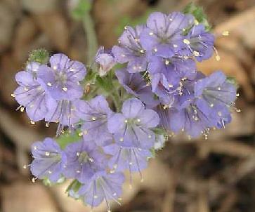 Phacelia congesta 2,000 seeds