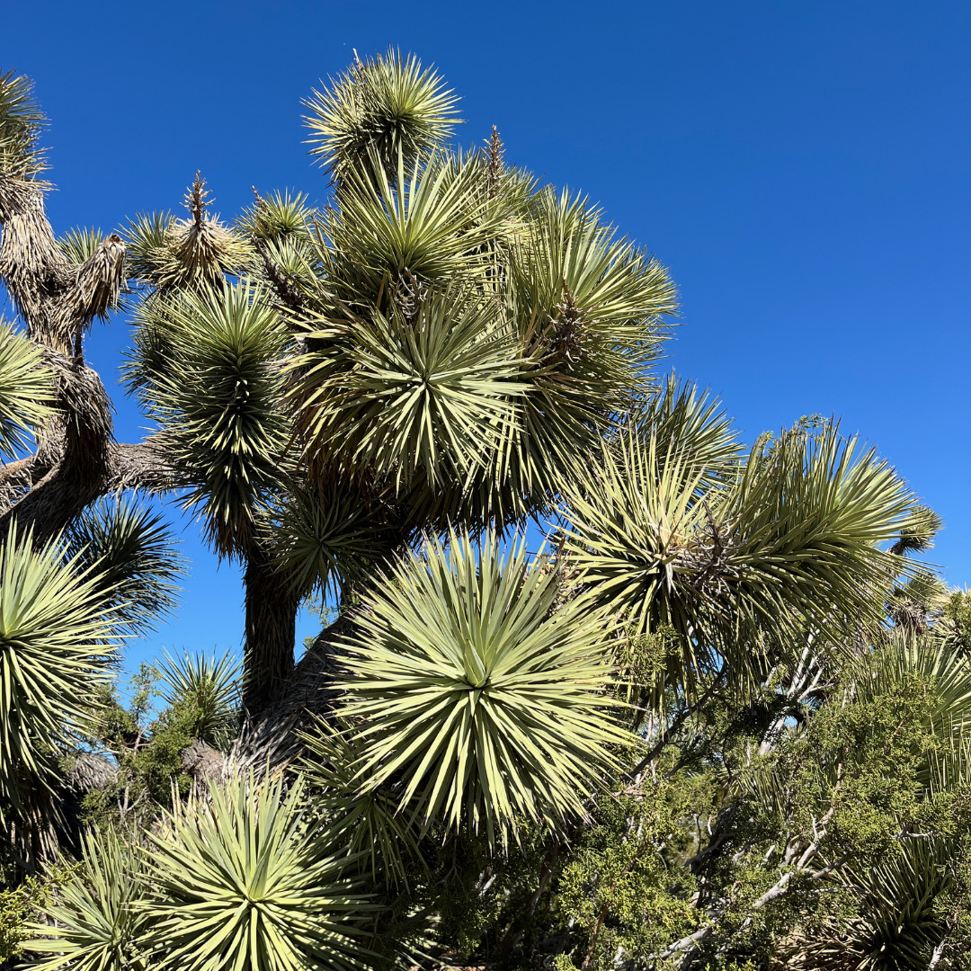 Organic Wild Foraged California Joshua Tree Seeds (Yucca Brevifolia)