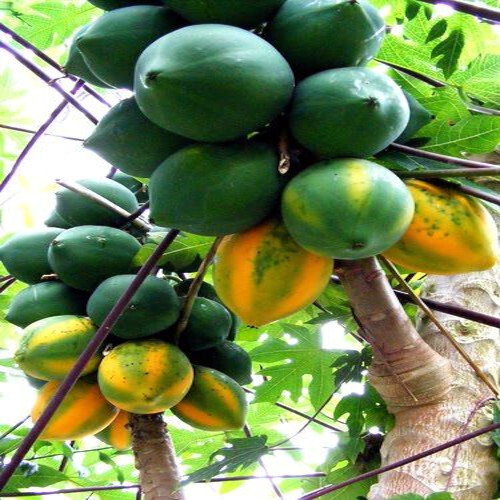 50 Caribbean “Red Lady” Carica Papaya Fruit Tree Seeds LARGE MELONS Indoor Plant