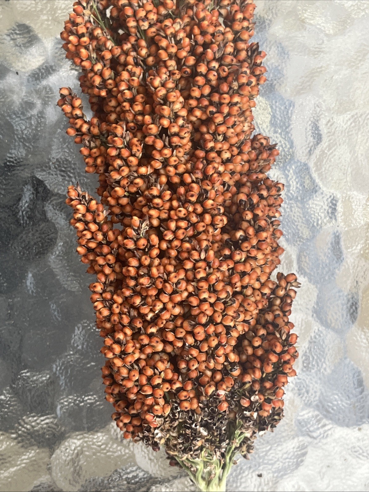 Sweet Sugar Drip Sorghum Seeds – 800-1000 seeds