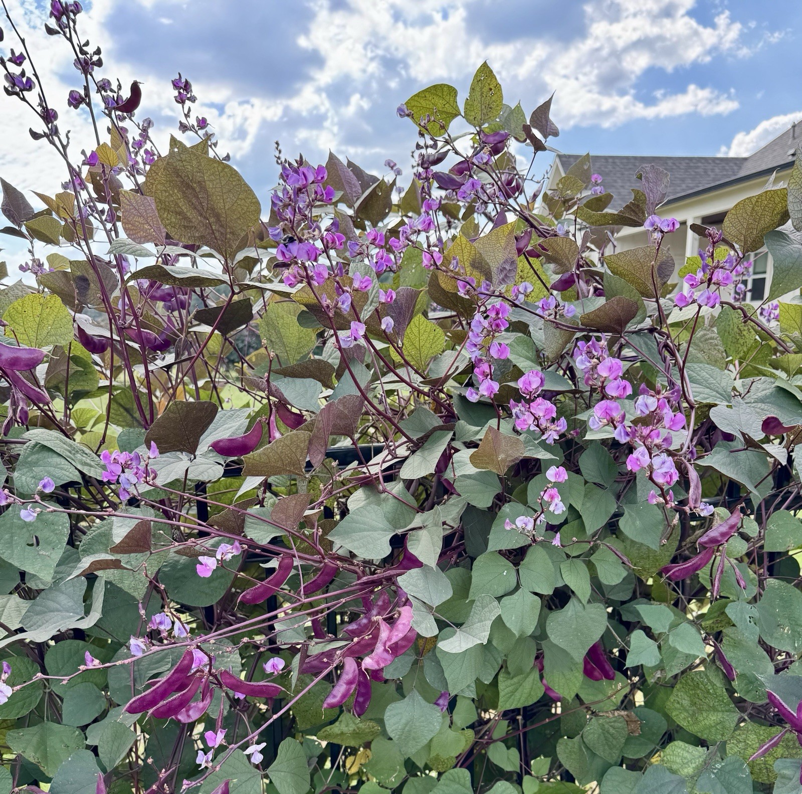 Purple Hyacinth Bean Vine Seeds Fresh Harvest Fall 2026 BULK Seeds/Order