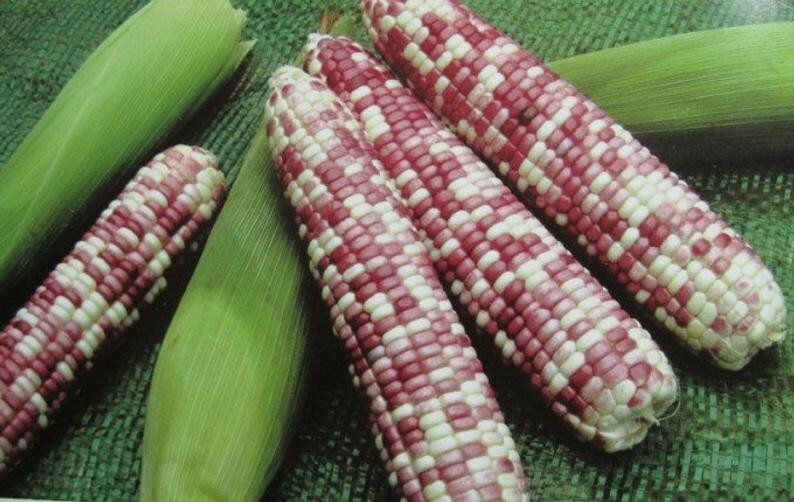 US Farm 50 seeds Organic very rare Japanese Sweet purple sticky Corn-Bap nep-Mix