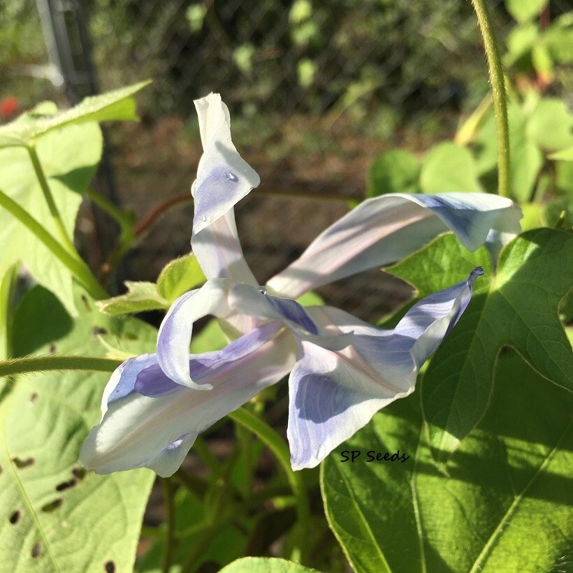 Misty Blue Youjiro Split Petal Japanese Morning Glory – ipomoea NIL – 6 seeds