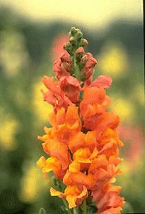 Snapdragon Rocket Bronze 2,000 seeds