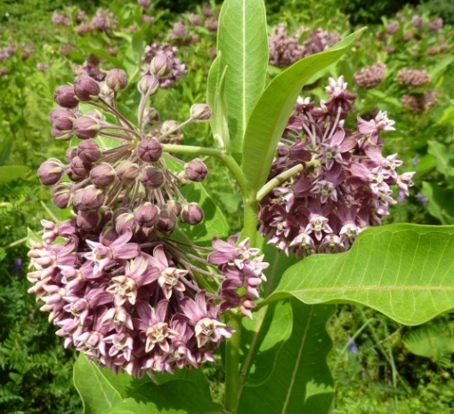 Milkweed Seed Mix 4 species Asclepias common orange swamp tropical