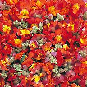 Snapdragon Floral Showers Red-Yellow 1,000 seeds