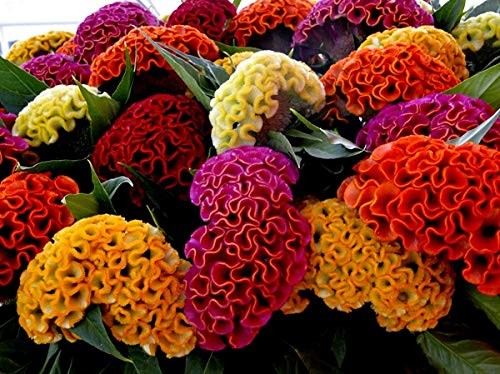 Cockscomb Celosia Seed Mix – 200 Woolflower Seeds for Planting