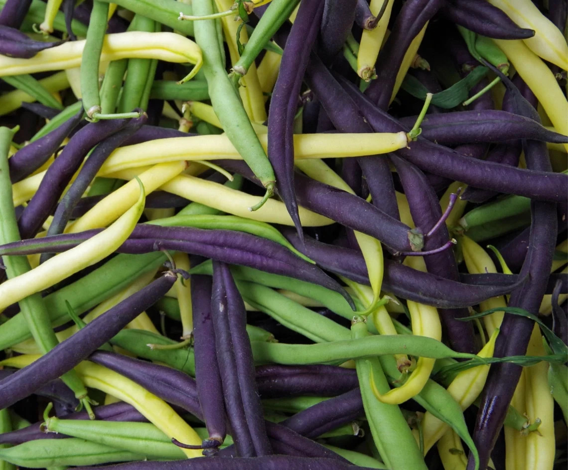 TRI-COLOR BUSH BEAN Seed Mix, Heirloom Seeds – Bright Color Mix for Easy Picking