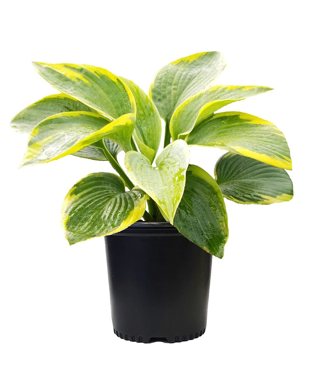 Hosta Frances Williams Perennial Plant with BlueGreen Foliage and Gold Edge