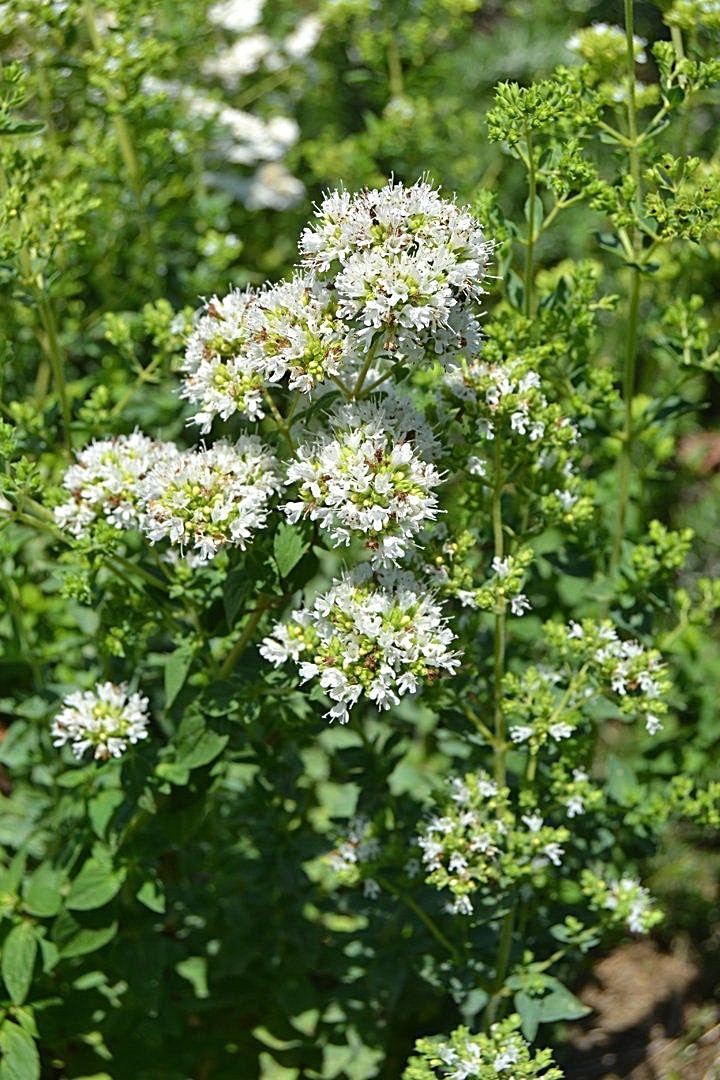 300+TRUE GREEK OREGANO Herb Seeds Organic Garden Container Perennial Heat Cold