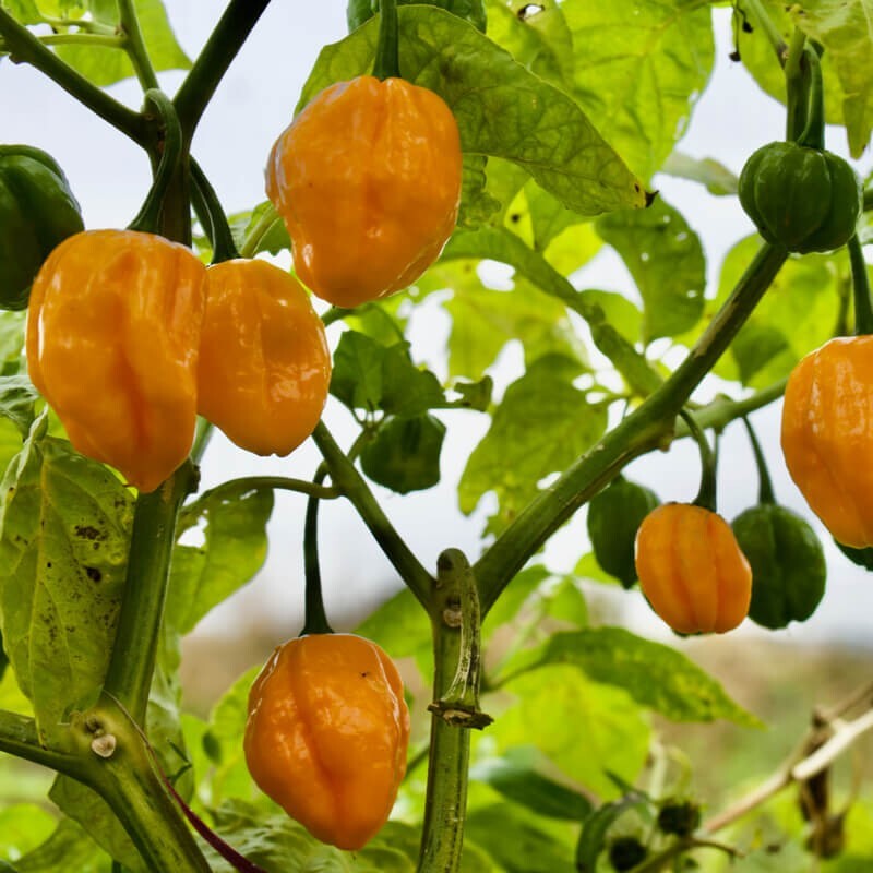 25 Scented Habanero Pepper Seeds | Yellow Habenero | Caribbean Hot Pepper |