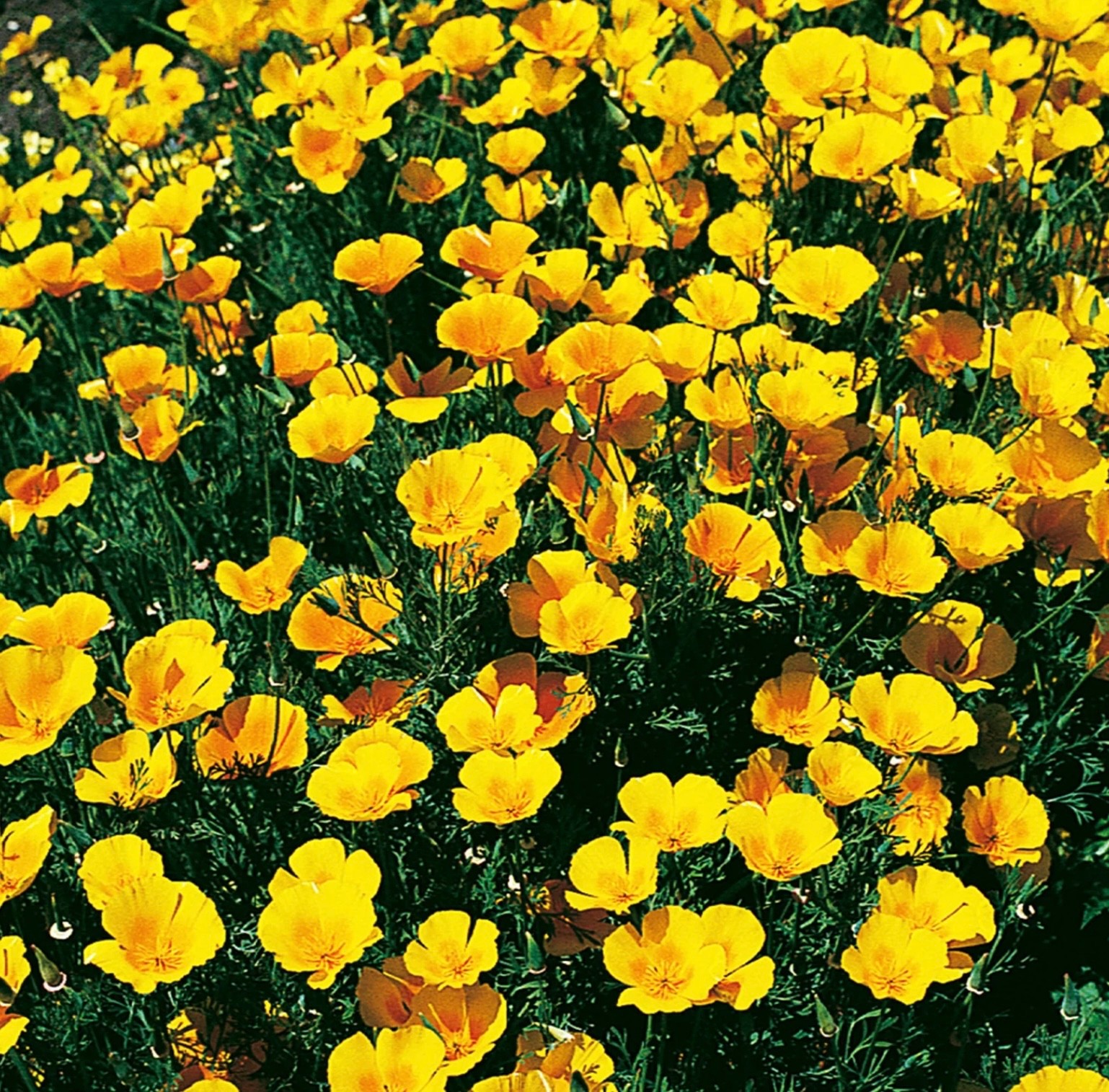 75+ Extra Golden California Poppy – Fresh Seeds – 🐝 – Non-GMO, USA Seller 🇺🇸