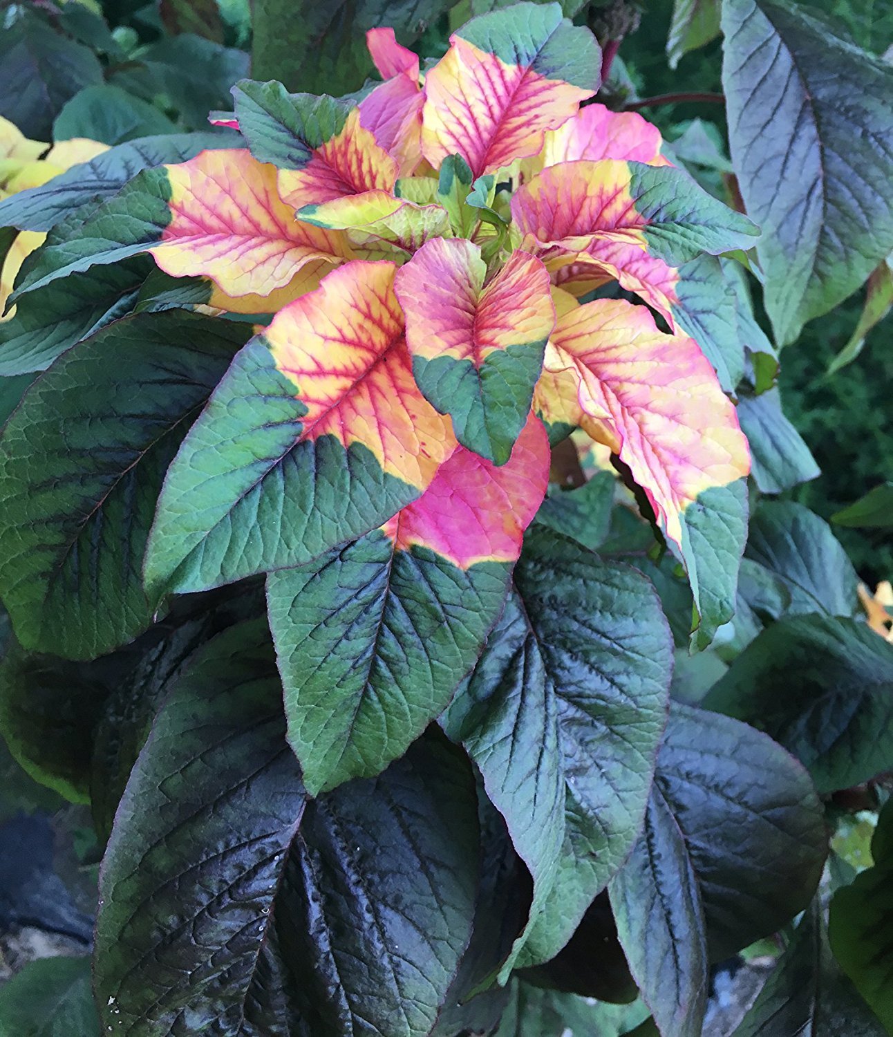 Joseph’s Coat Amaranthus Tricolor Amaranth Summer Poinsettia Premium Seed Packet