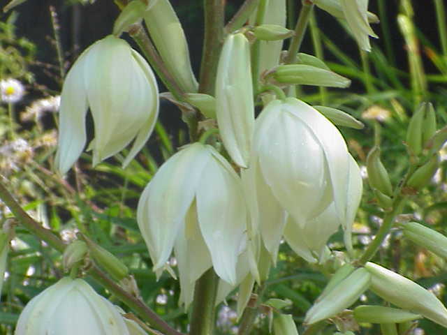 Adams Needle, Yucca filamentosa, Shrub Seeds (Evergreen, Showy, Hardy)