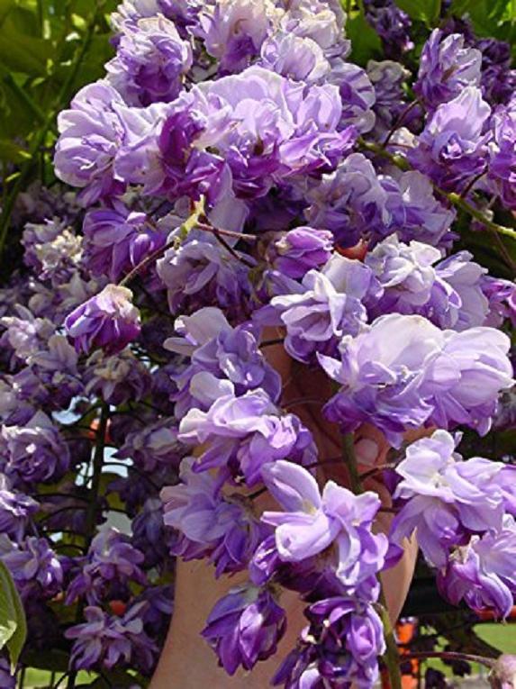 Wisteria floribunda Black Dragon (Double flowering variety) 1 yo grafted plant