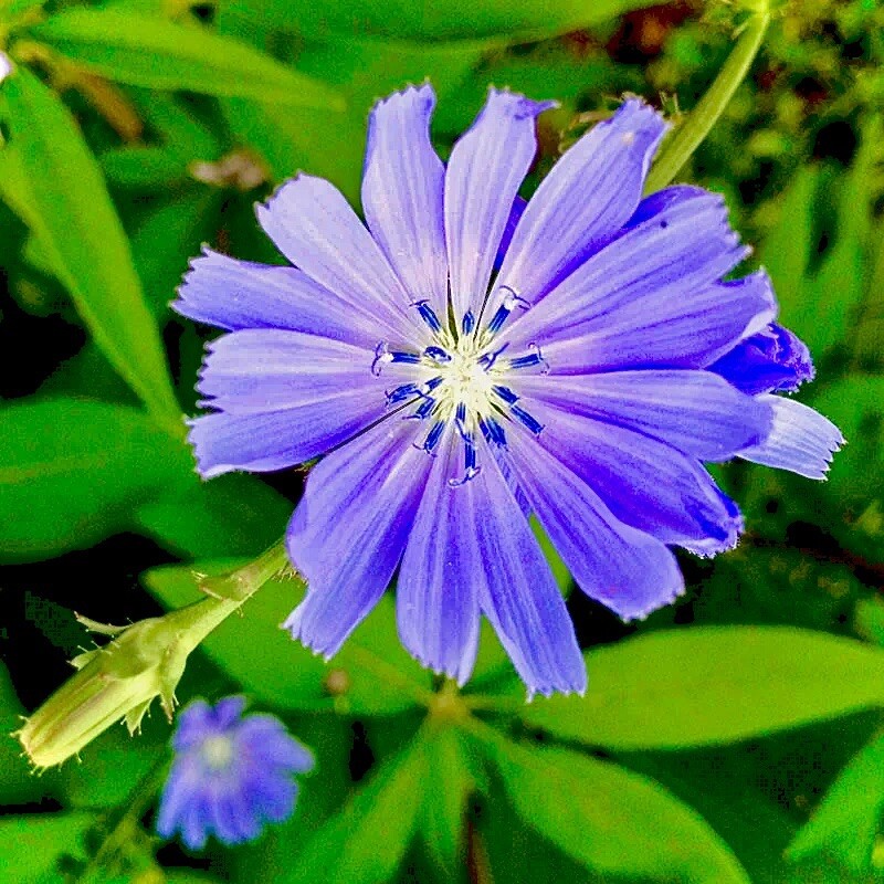 500 Chicory Seeds / Blue/ Perennial/Coffee Subst/Flowers/free Shipping