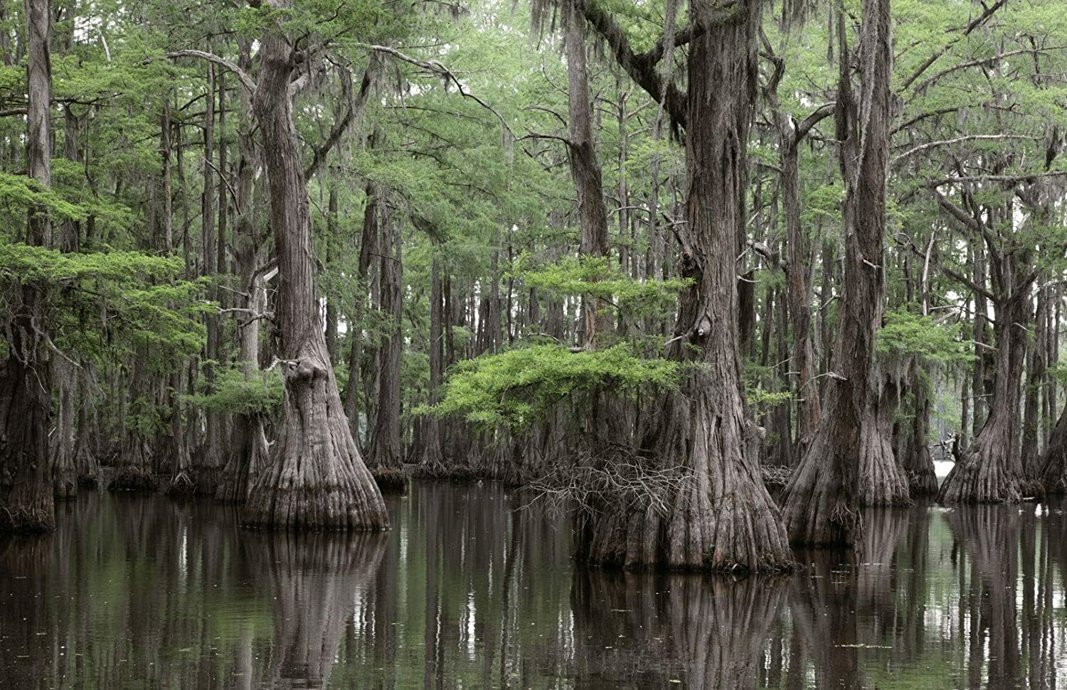 Bald Cypress Seeds for Planting | 10 Seeds | Exotic Tree Seeds to Grow