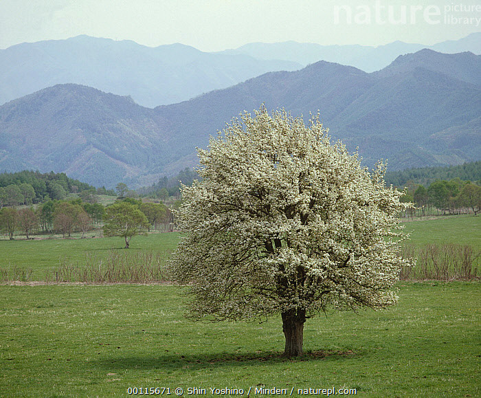 Asian Pear | Premium Seeds | Pyrus pyrifolia ‘Fruit’ | Plants’®