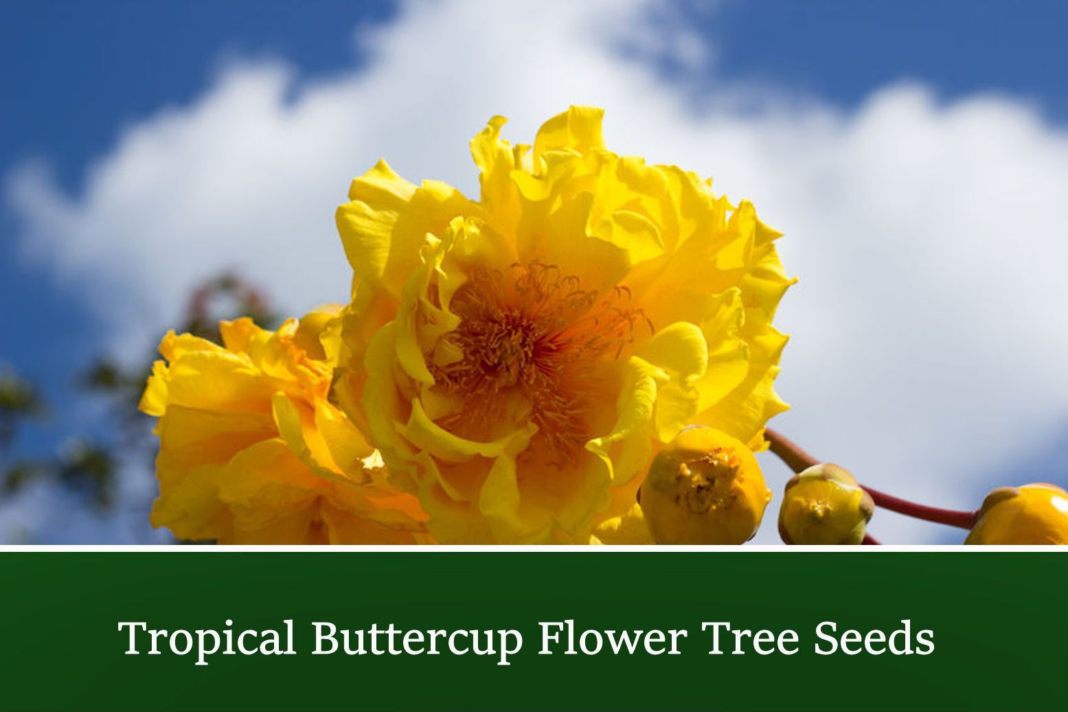 Tropical Buttercup- 10 Tree Seeds- Cochlospermum