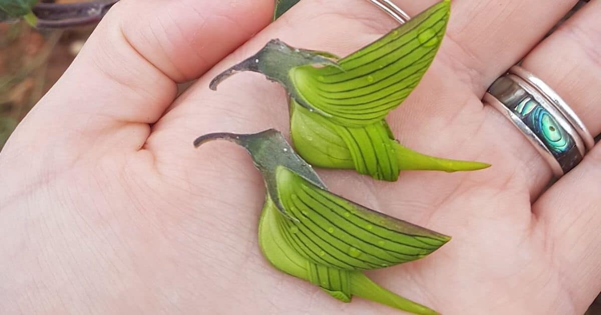 10 Green Bird Flower Seeds, crotalaria cunninghamii high quality seeds