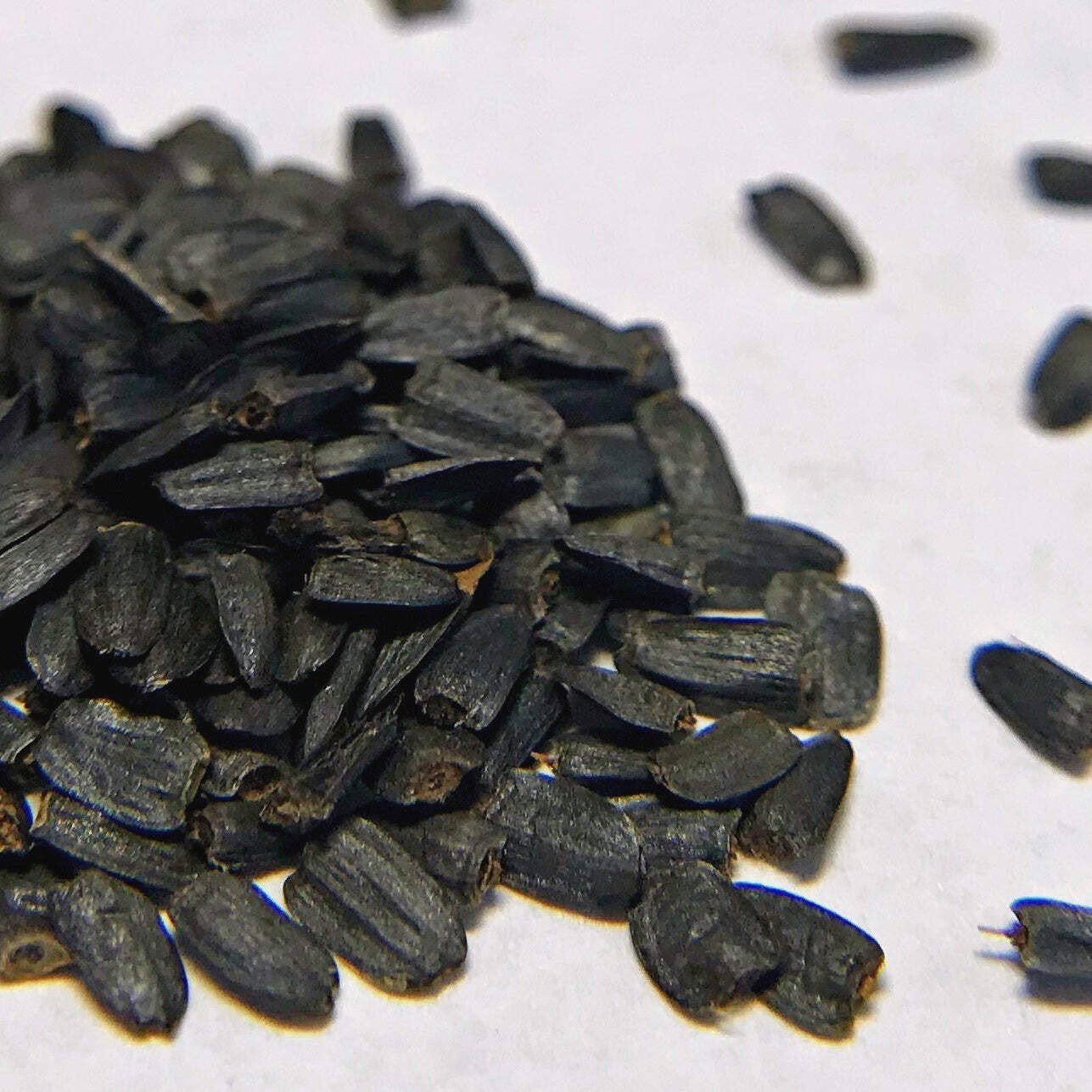 Prairie Coneflower Seeds (Ratibida pinnata) ~Native Wildflower Pollinator Garden
