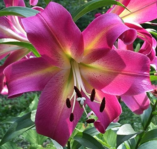 1 – GIANT HYBRID LILY EMPOLI Flower Bulb – Perennial ” INTENSE COLOR “
