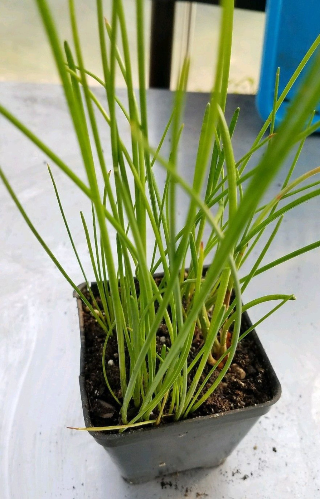CHINESE WATER CHESTNUTS 16 bulbs (Eleocharis dulcis), edible, extremely rare