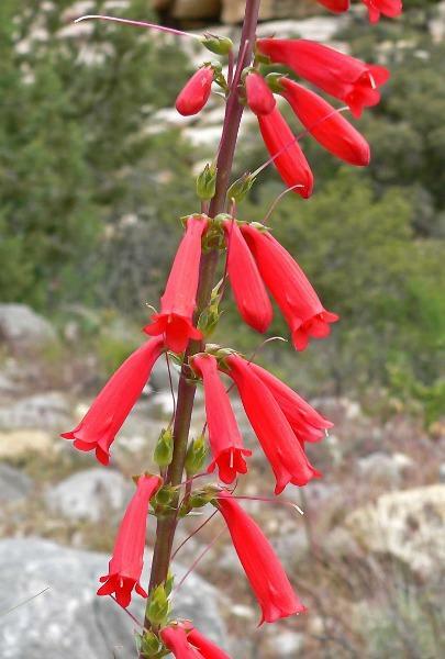 Penstemon eatonii | Firecracker Penstemon | 50 Seeds