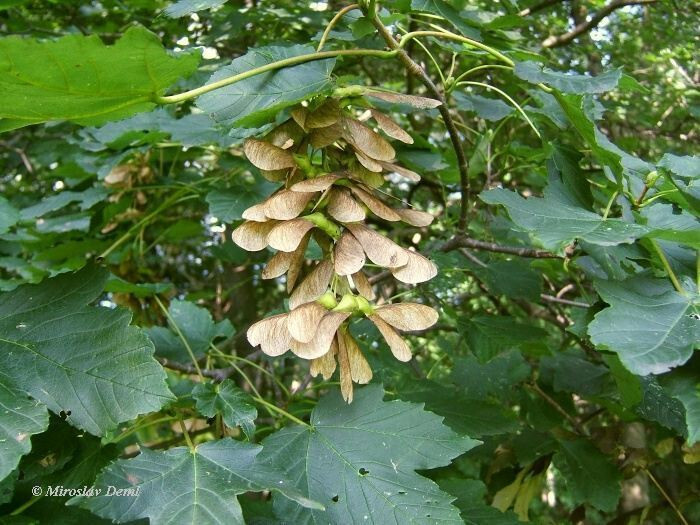 20 SYCAMORE MAPLE SEEDS – Acer pseudoplatanus