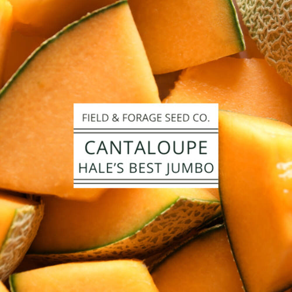 Cantaloupe Hale’s Best Jumbo Seeds | Heirloom Melon Seeds | Non-GMO | 50 Seeds
