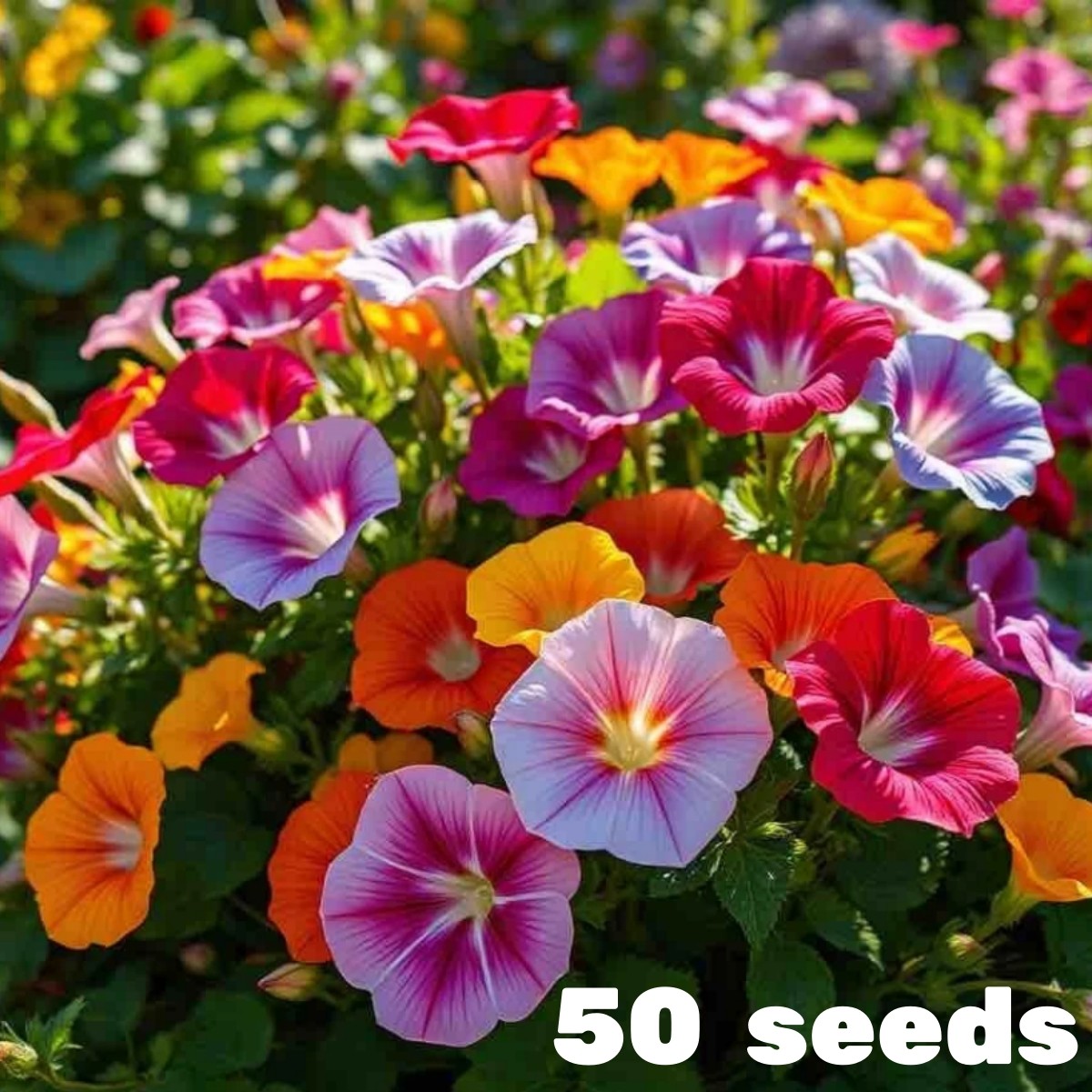 50 Mixed Morning Glory Seeds Vibrant Climbing Vine Flower Garden Perennial