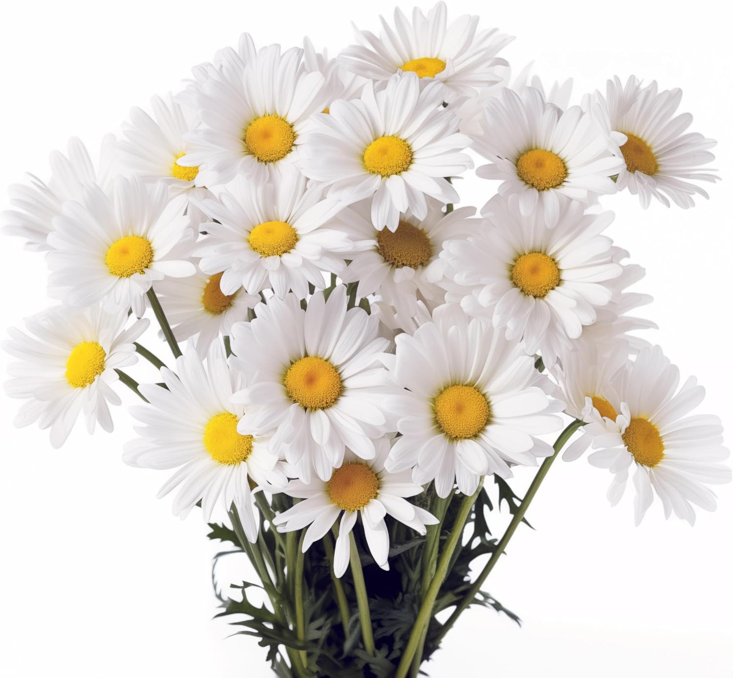 1000 Shasta Daisy Seeds for Planting, Alaska – Heirloom, Non-Gmo, USA Grown and