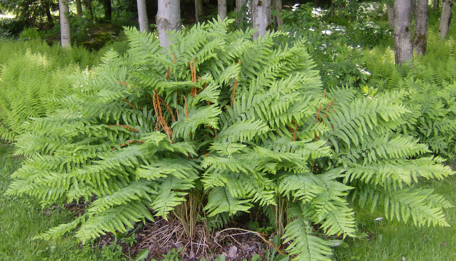 1 Cinnamon Fern Wild Native~WOODLAND GARDEN~ Naturalize BARE ROOT CROWN